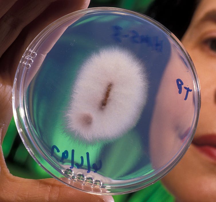 Fusarium oxysporum | Keith Weller, USDA-ARS