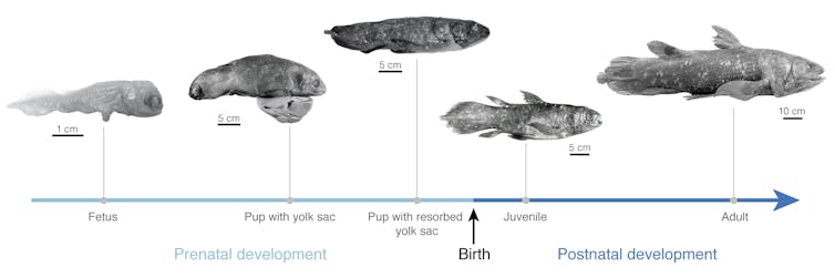 We scanned one of our closest cousins, the coelacanth, to learn how its brain grows