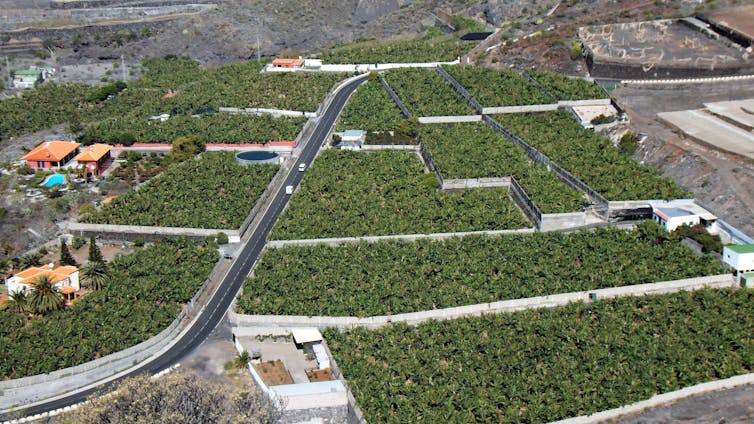 Banana plantations in Tenerife. oatsy40