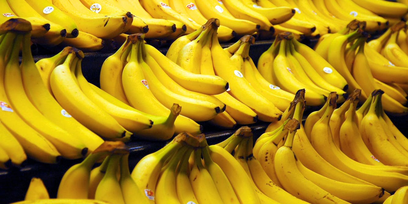 Imagining the Future of the Banana