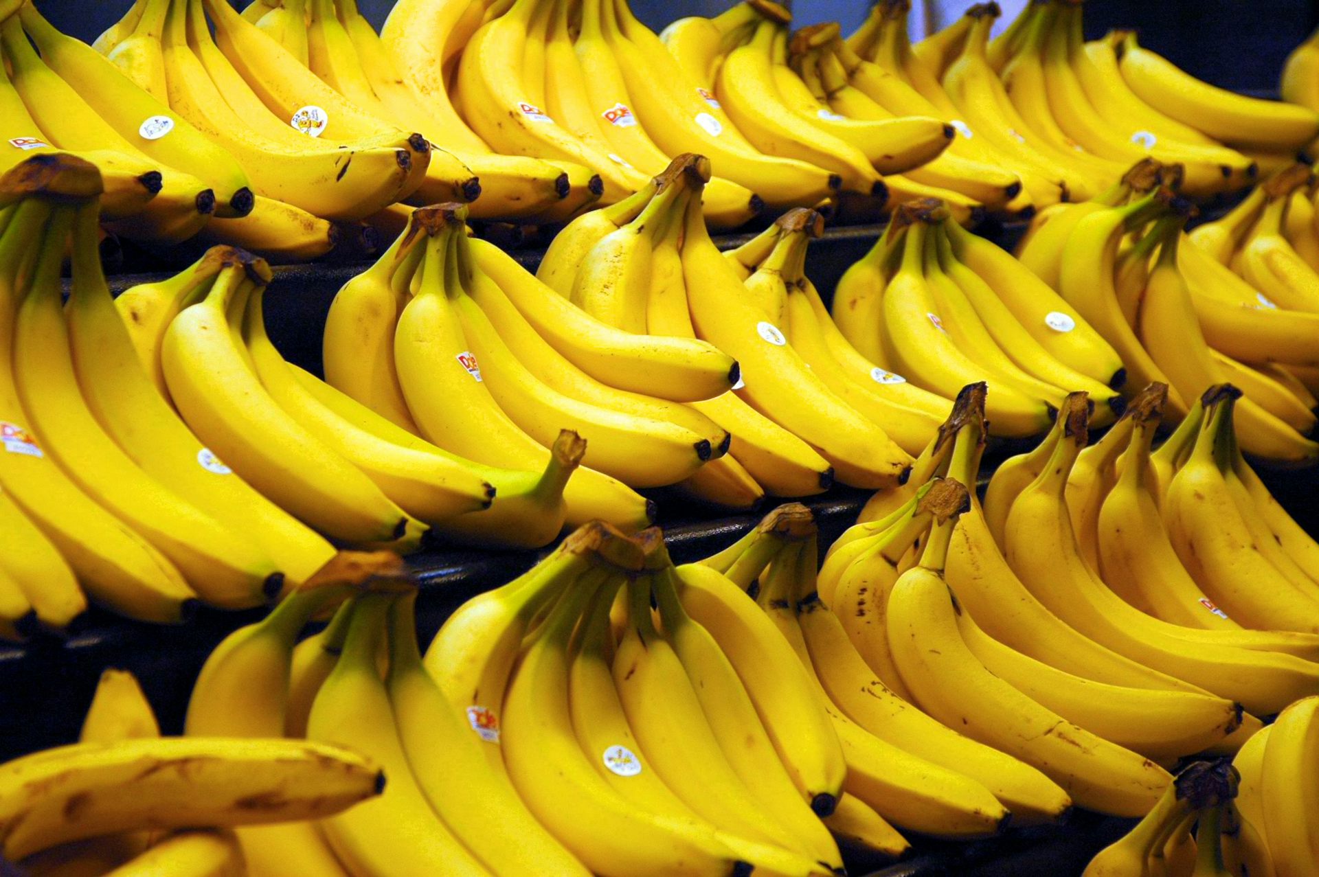 The quest to save the banana from extinction pic
