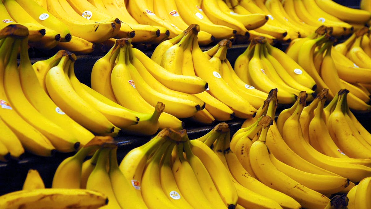 The Quest To Save The Banana From Extinction
