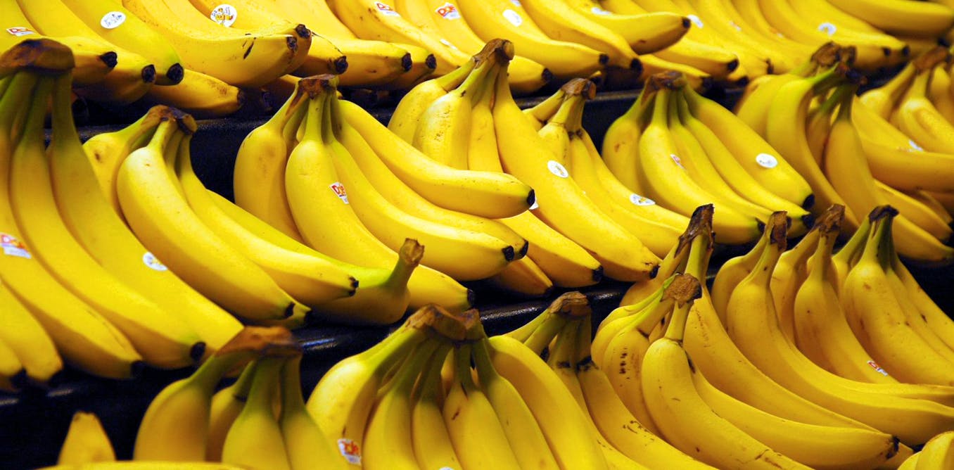 The Quest To Save The Banana From Extinction