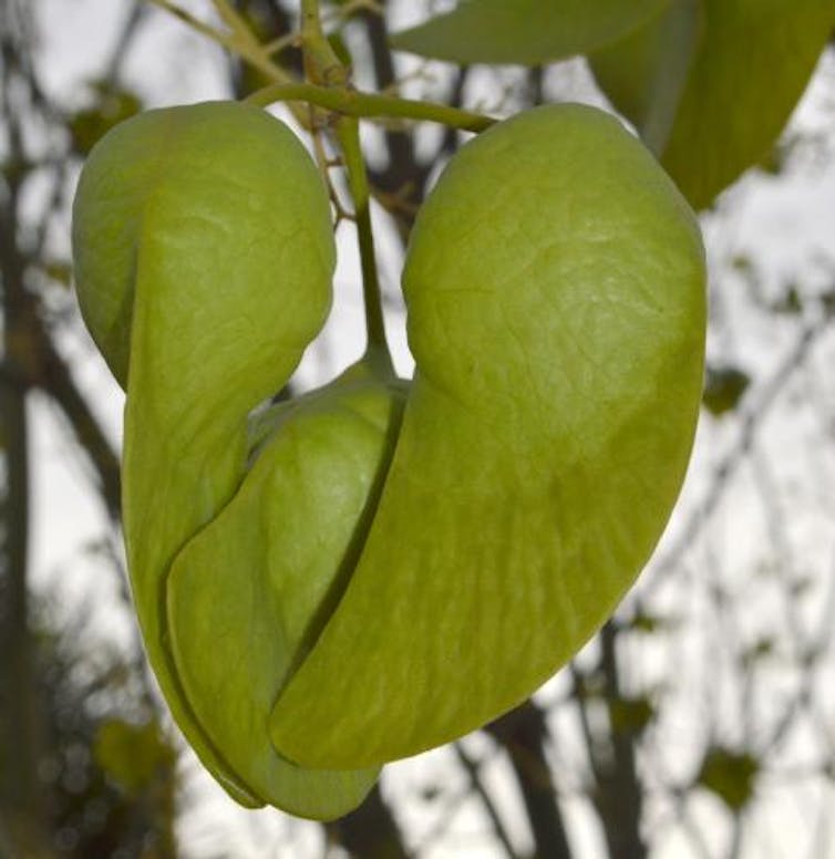 Bizarrely distributed and verging on extinction, this 'mystic' tree went unidentified for 17 years