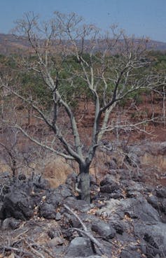 Bizarrely distributed and verging on extinction, this 'mystic' tree went unidentified for 17 years