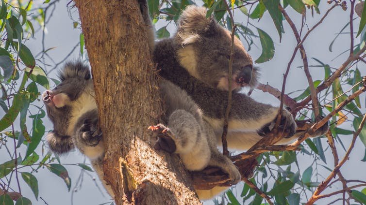 Fixing Australia’s extinction crisis means thinking bigger than individual species