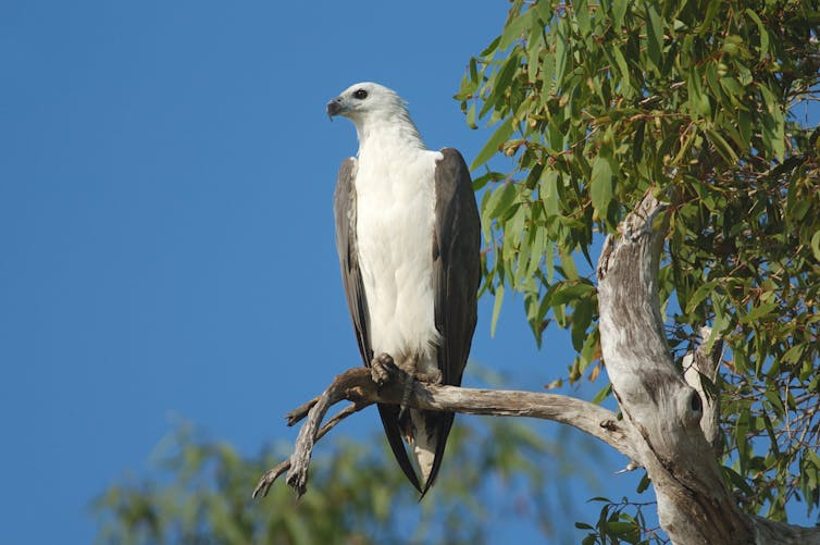 The uranium mine in the heart of Kakadu needs a better clean up plan