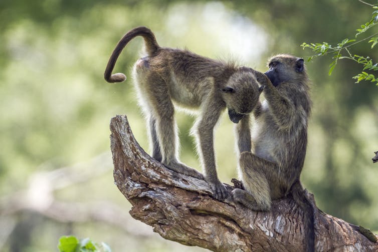 Chacma Baboon