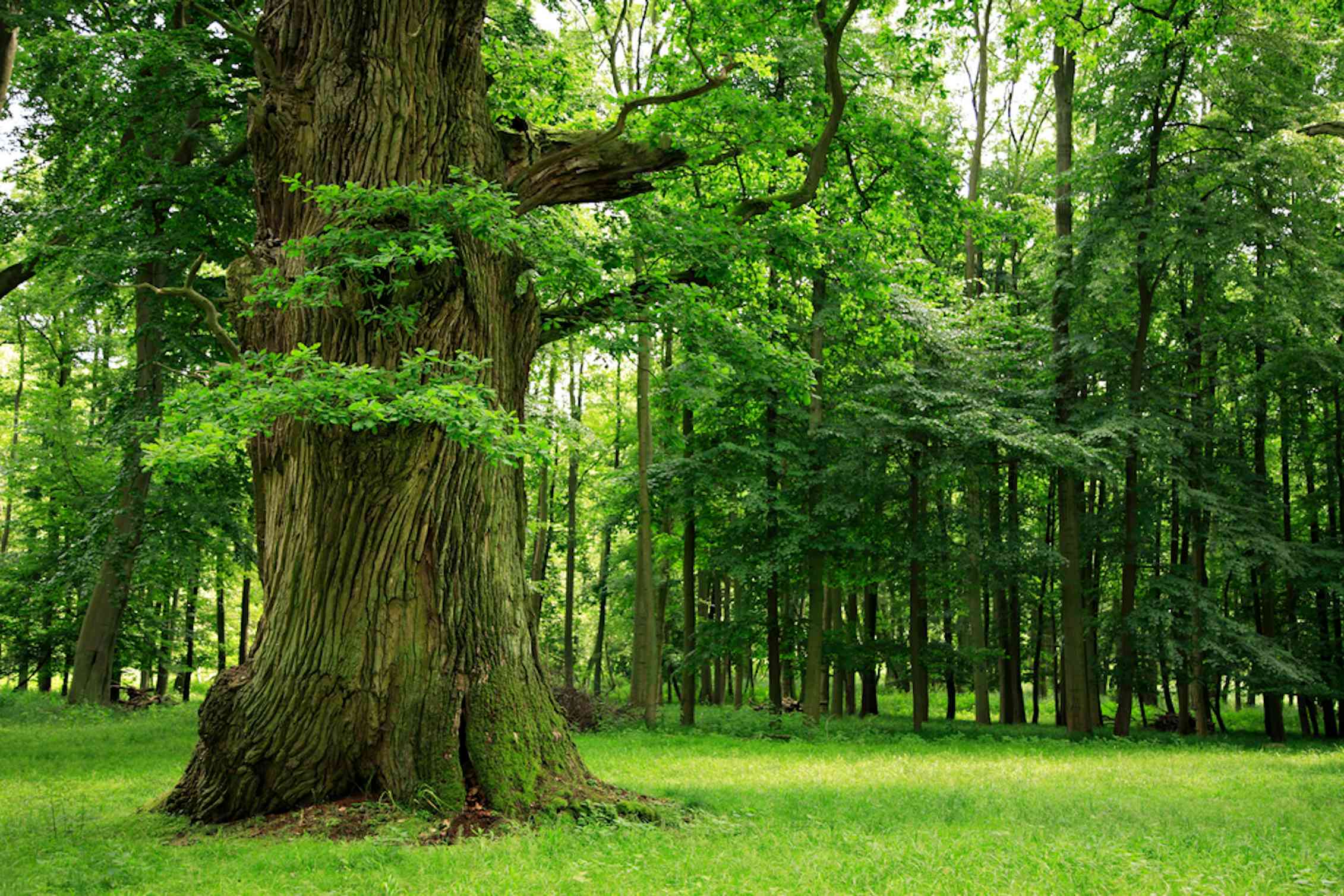 Широколиственный лес Дубрава. Дуб широколиственный лес. Дубрава деревья дубовой лес. Деревья Дубрава дуб Дубрава.