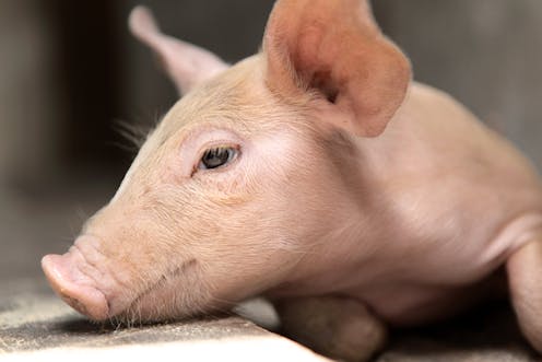 When is dead really dead? Study on pig brains reinforces that death is a vast gray area