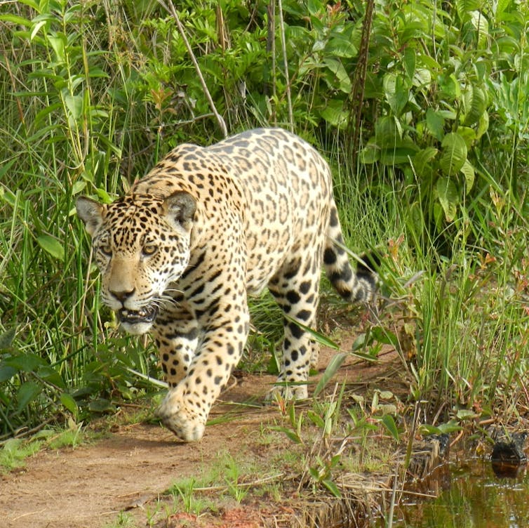 Academia can help humans and large carnivores coexist