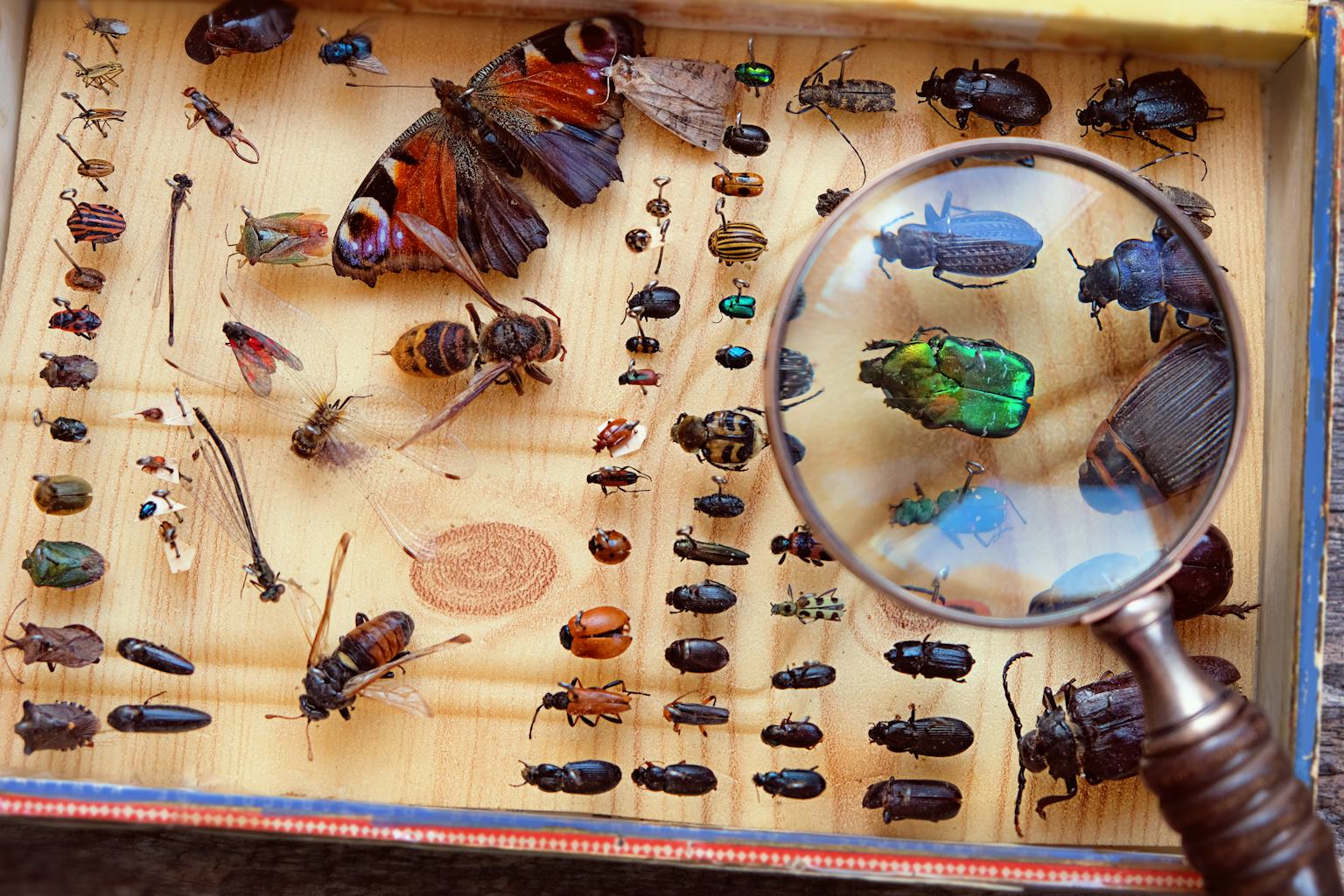 How many species on Earth? Why that's a simple question but hard to answer