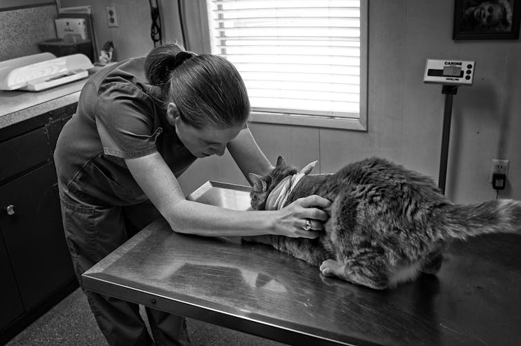 Why your veterinarian may refuse to euthanise your pet