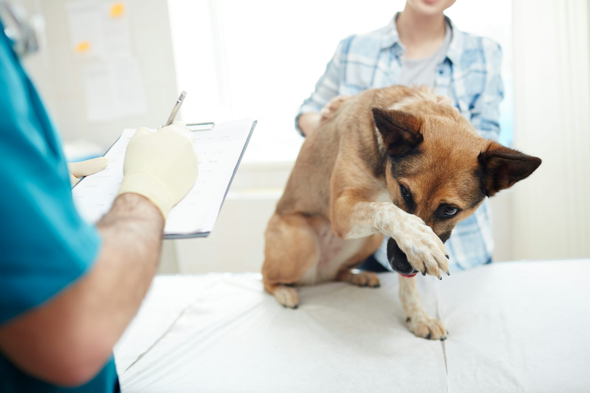 veterinarian dog