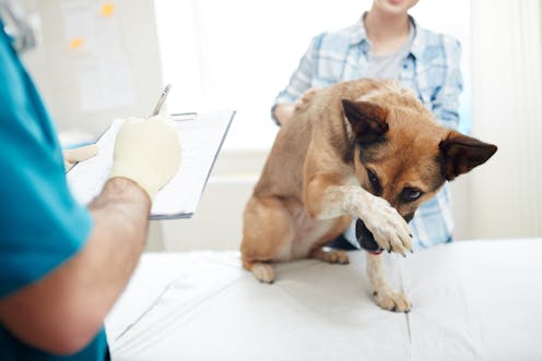 Why Your Veterinarian May Refuse To Euthanise Your Pet