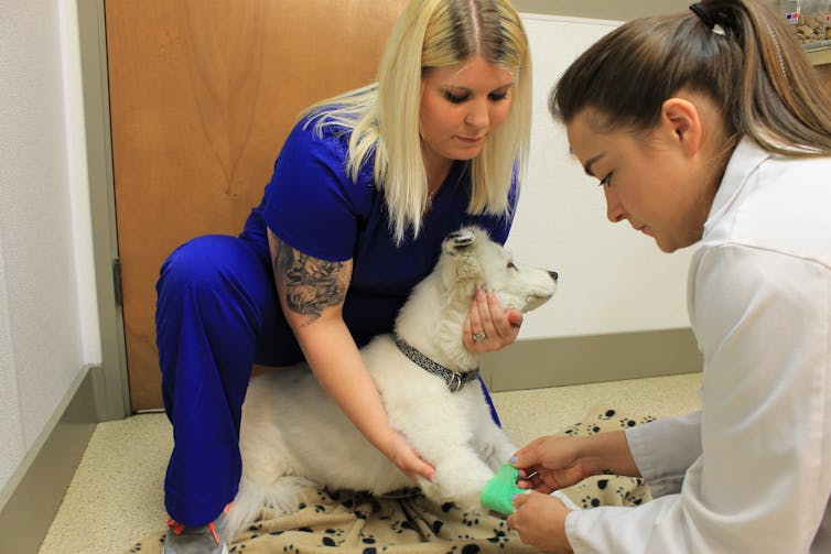 Why your veterinarian may refuse to euthanise your pet