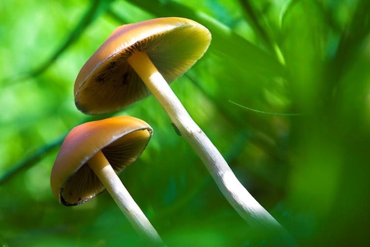 Psychedelics to treat mental illness? Australian researchers are giving it a go