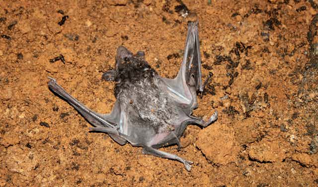 Bat and bird poo can tell you a lot about ancient landscapes in Southeast  Asia