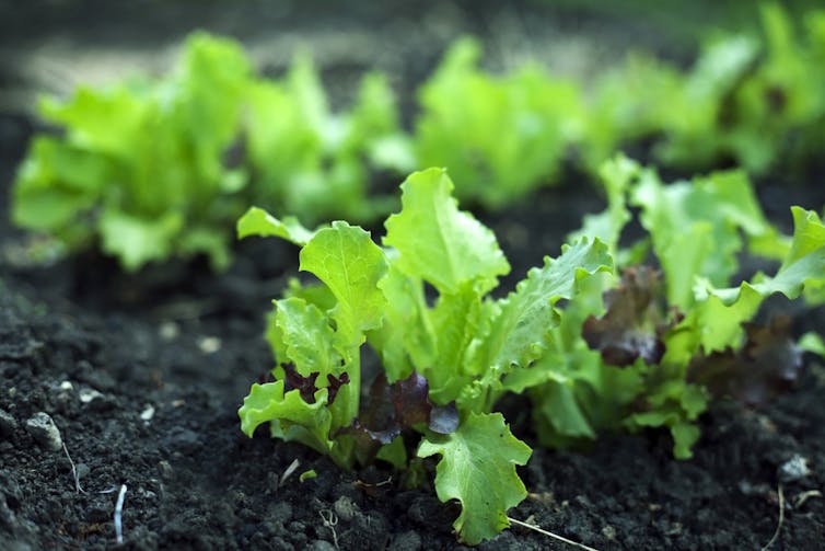 File 20190424 19276 ghvsme.jpg?ixlib=rb 1.1