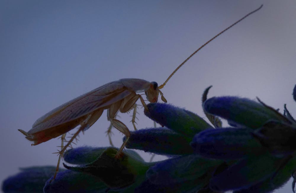 Insectes D Humidite Dans La Maison Insectes D Humidite Dans La Maison | Ventana Blog