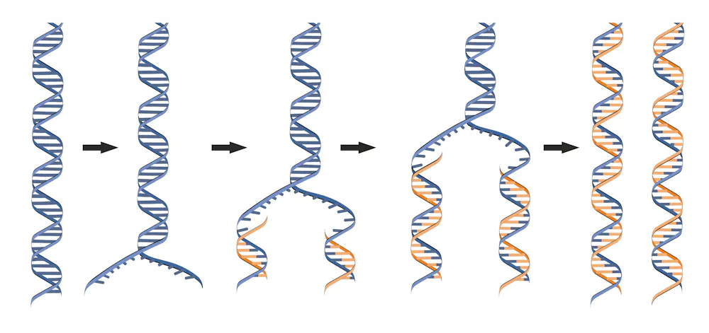 How Dna Copy DNA as you've never seen it before, thanks to a new nanotechnology ...