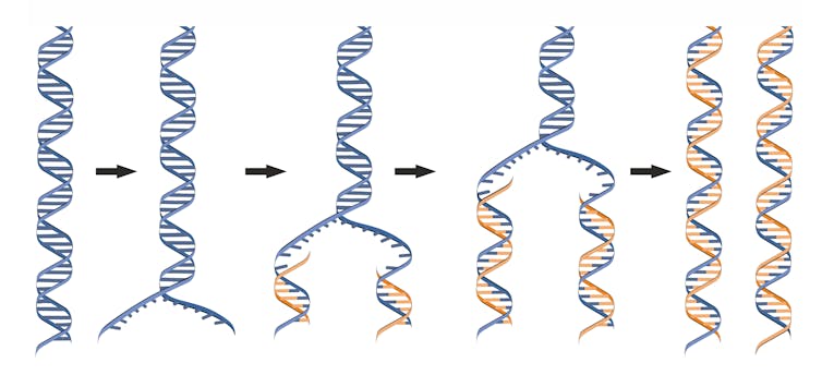 DNA as you've never seen it before, thanks to a new nanotechnology imaging method