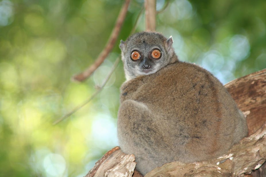 Lonely lounging lemurs heed warnings of fellow forest creatures