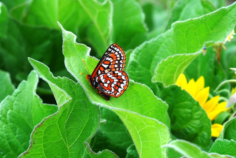 Is an 'insect apocalypse' happening? How would we know?