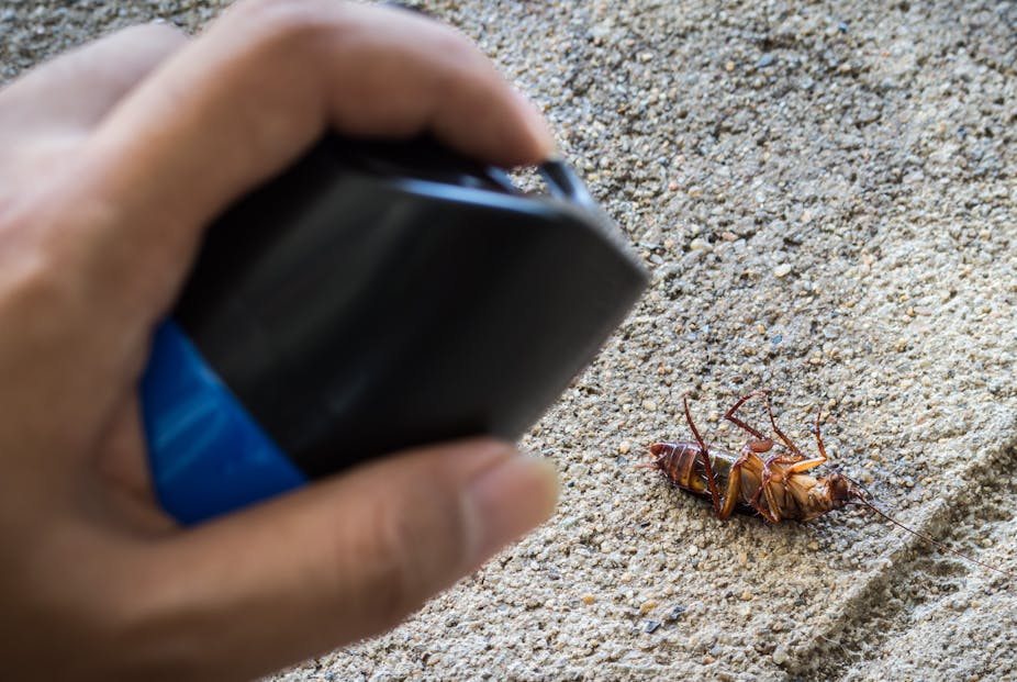 Ce Que Notre Rapport Aux Insectes Dit De Notre Rapport A La Nature Ce Que Notre Rapport Aux Insectes Dit De Notre Rapport A La Nature