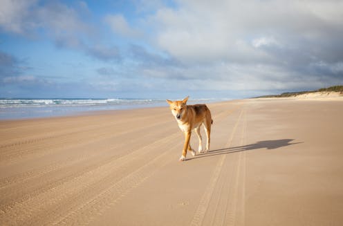 Dingoes and humans were once friends. Separating them could be why they attack