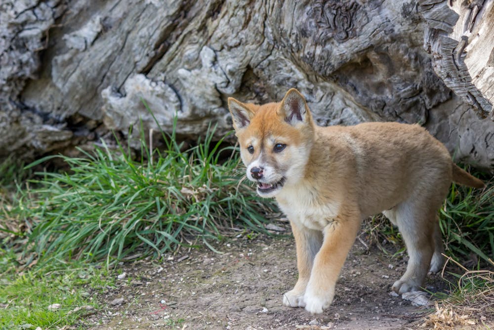 Dingoes and humans were once friends. Separating them could be why they attack