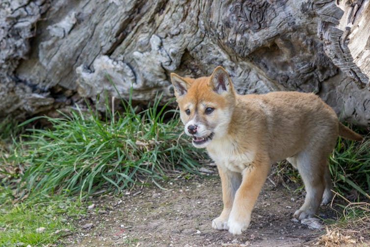 Dingoes and humans were once friends. Separating them could be why they attack