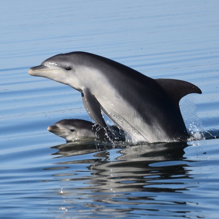 file-20190429-194627-7d483m.jpg?ixlib=rb-1.1.0&q=45&auto=format&w=754&fit=clip