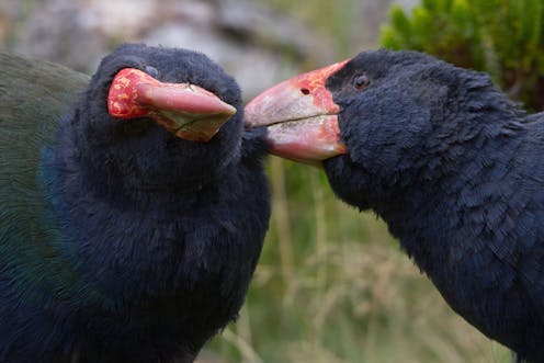 Despite its green image, NZ has world's highest proportion of species at risk