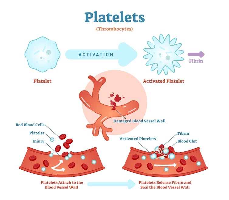 Platelets: The chameleons of cancer biology