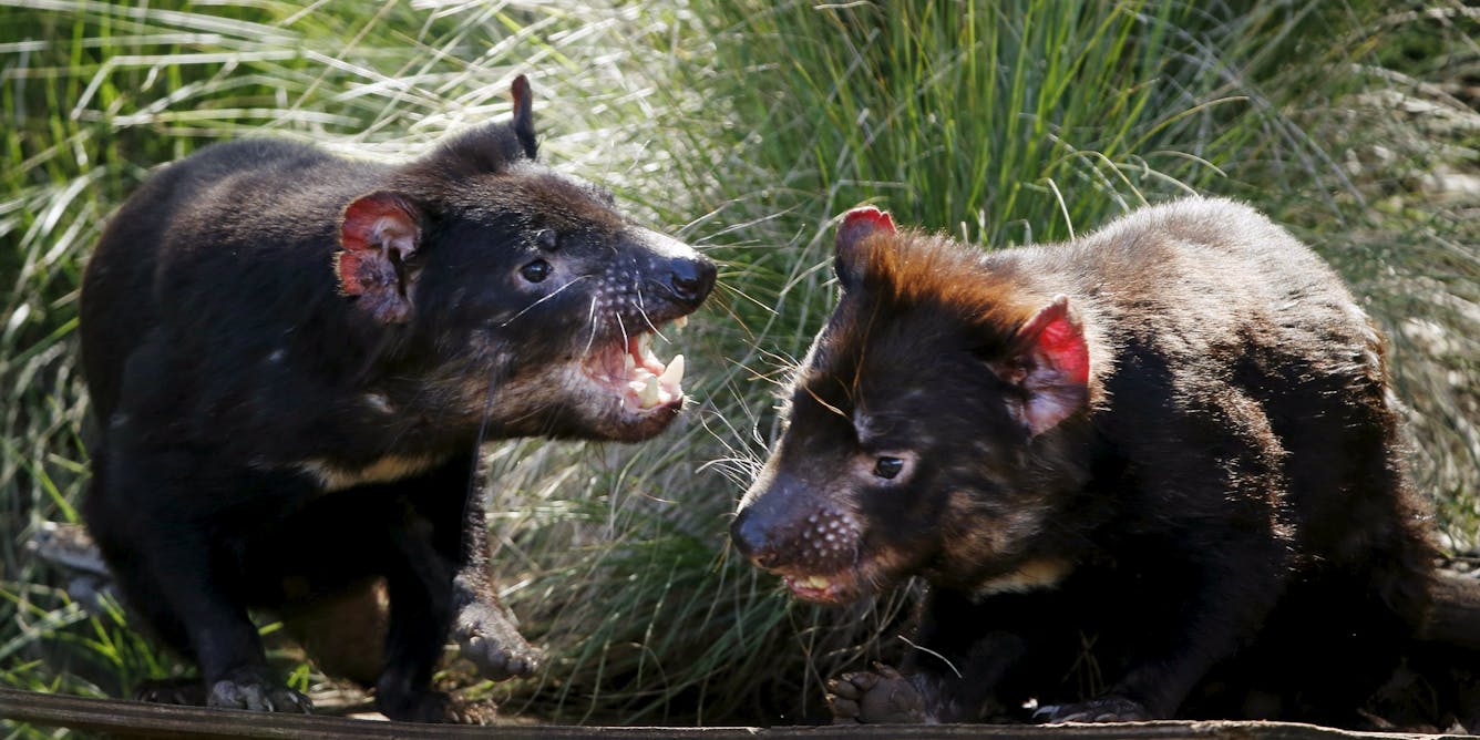 Tasmanian devils rapidly evolving to resist contagious cancer