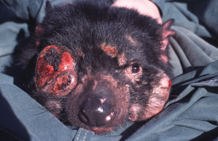 Sexual aggression key to spread of deadly tumours in Tasmanian devils