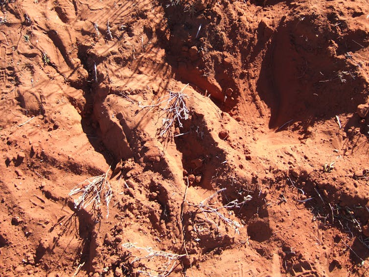 The tasty, weed-like desert raisin plant is as big as a carpark