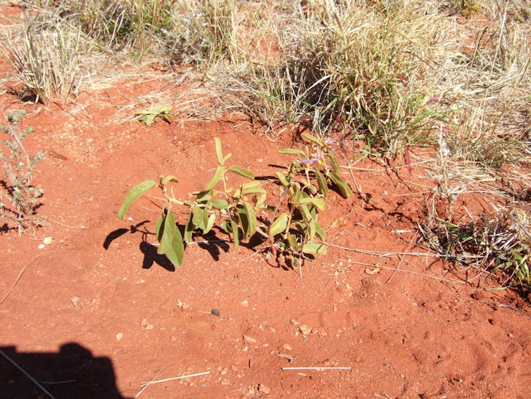 The tasty, weed-like desert raisin plant is as big as a carpark