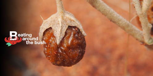 The tasty, weed-like desert raisin plant is as big as a carpark