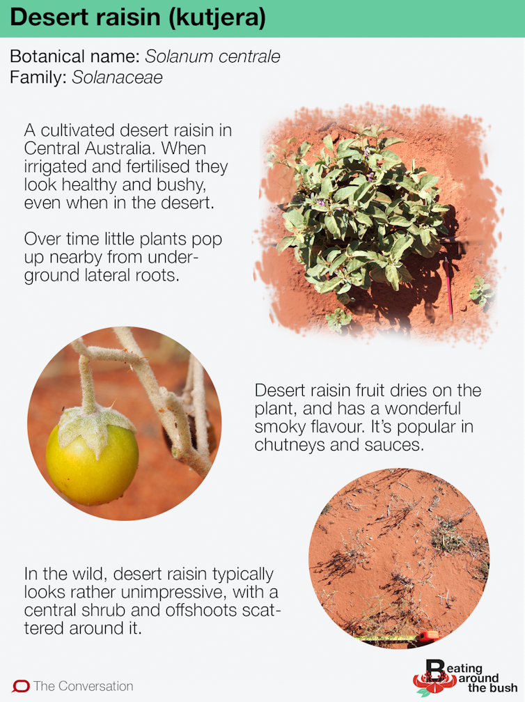 The tasty, weed-like desert raisin plant is as big as a carpark