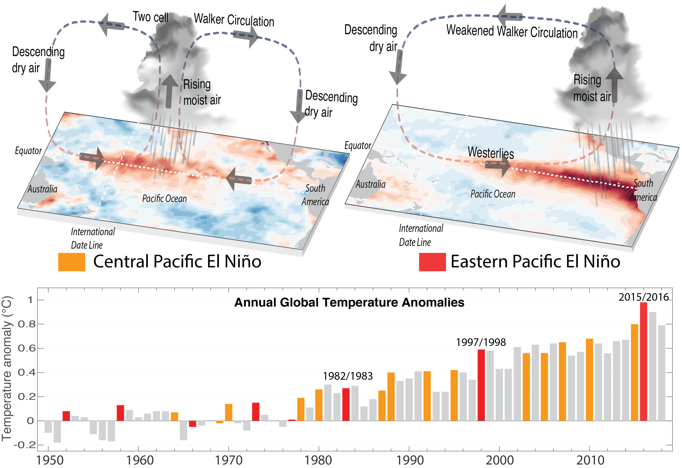 El Niño has rapidly stronger and stranger, according to coral