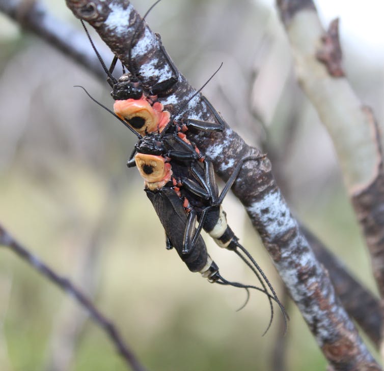 Sit! Seek! Fly! Scientists train dogs to sniff out endangered insects