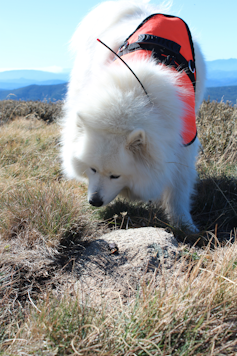 Sit! Seek! Fly! Scientists train dogs to sniff out endangered insects