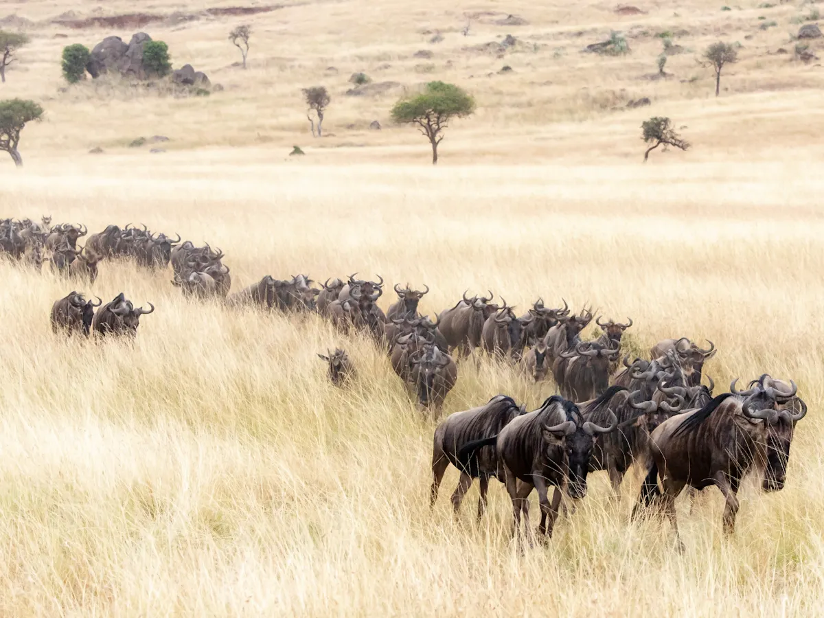 Wildebeest migrations in East Africa face extinction. What must be done