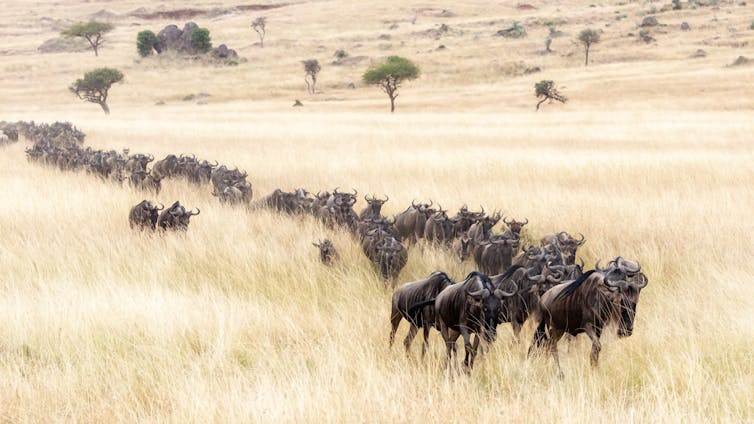 White-bearded wildebeest migrate through the Mara.Jane Rix/Shutterstock White-bearded wildebeest migrate through the Mara.Jane Rix/Shutterstock