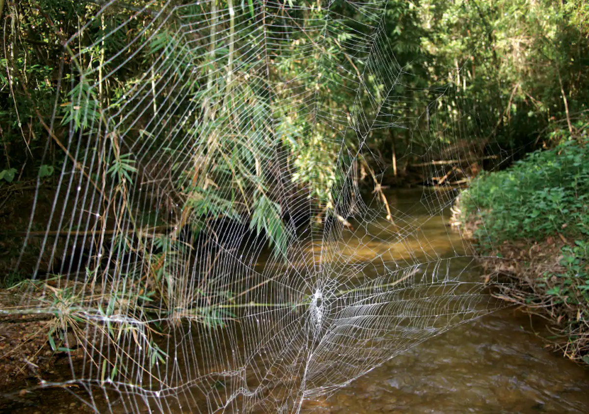 Curious Kids: why is spider silk so easy to break when it’s supposedly ...