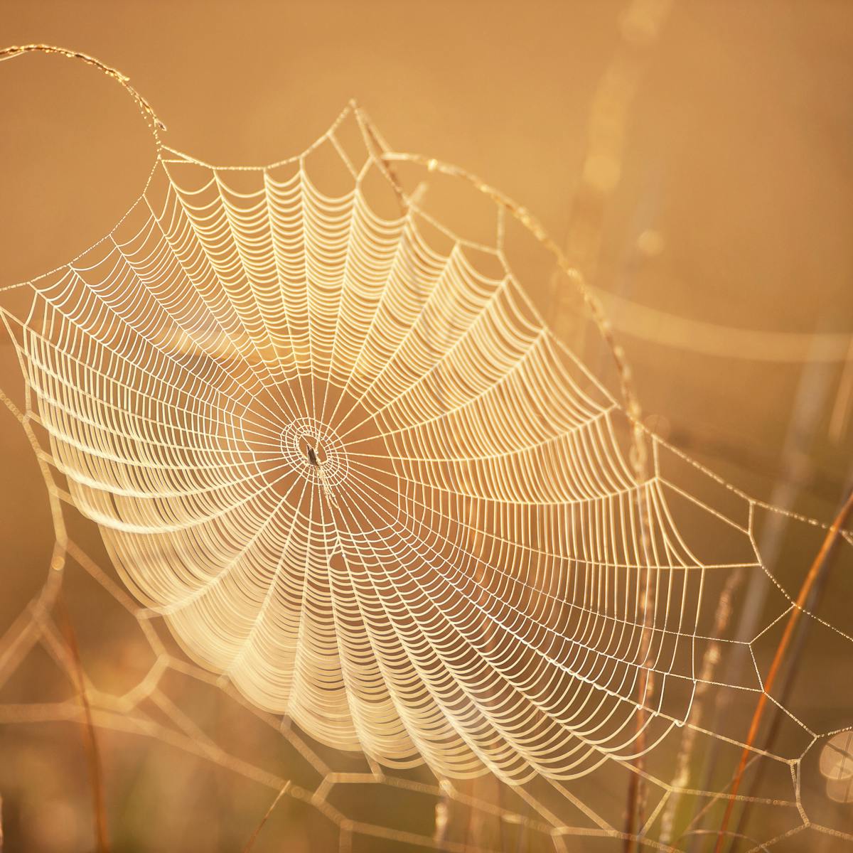 Curious Kids: why is spider silk so easy to break when it's ...