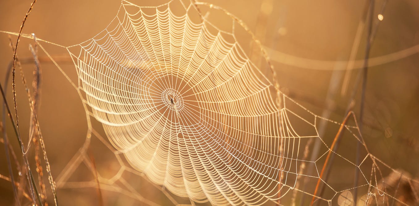 Curious Kids why is spider silk so easy to break when it's supposedly