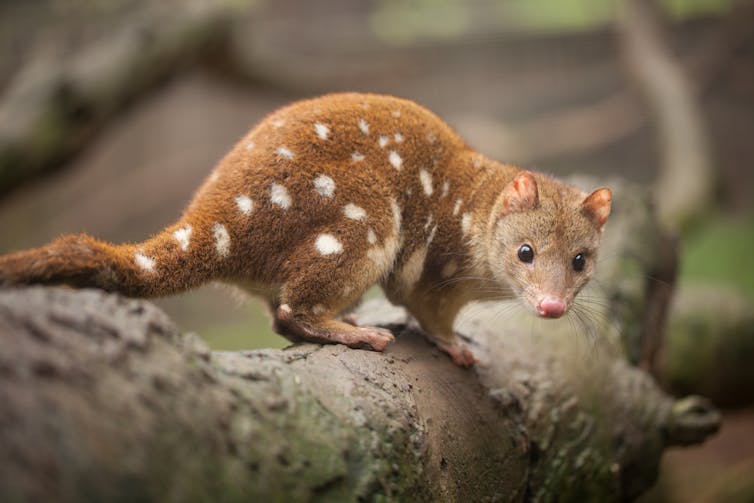 'Revolutionary change' needed to stop unprecedented global extinction crisis